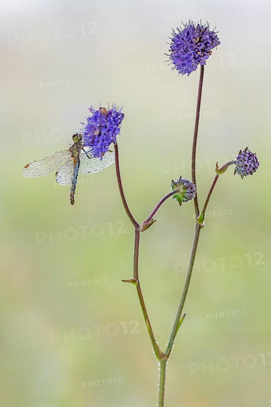 Ruddy Darter
