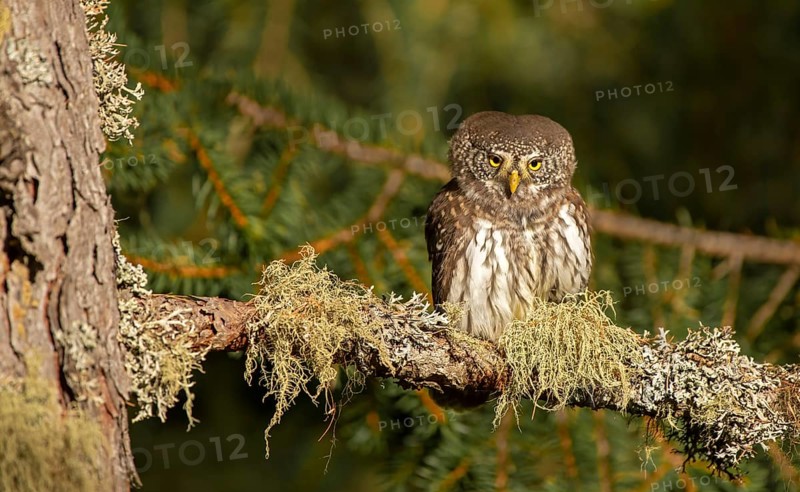 Pygmy Owl