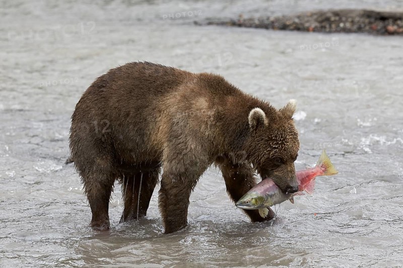 Kamchatka brown bear