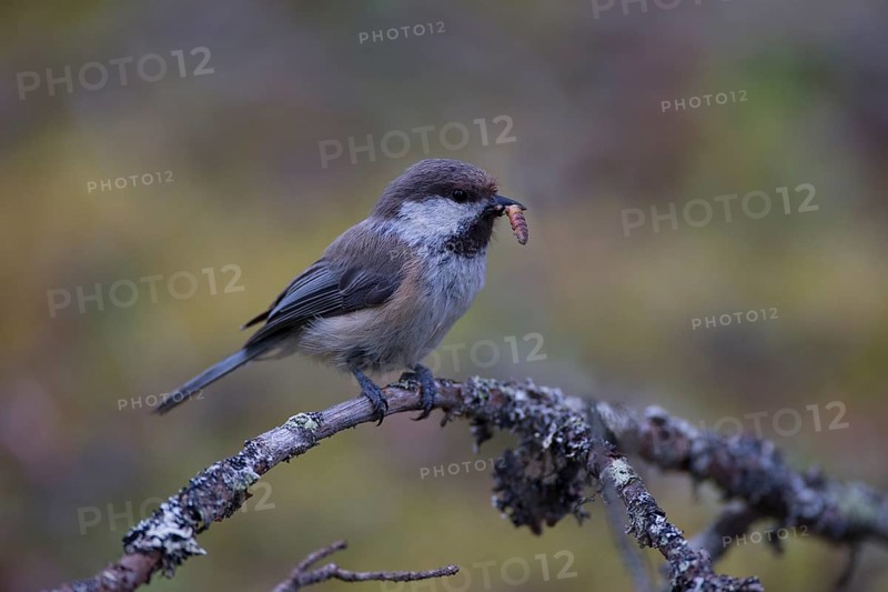 Grey-headed Chickadee