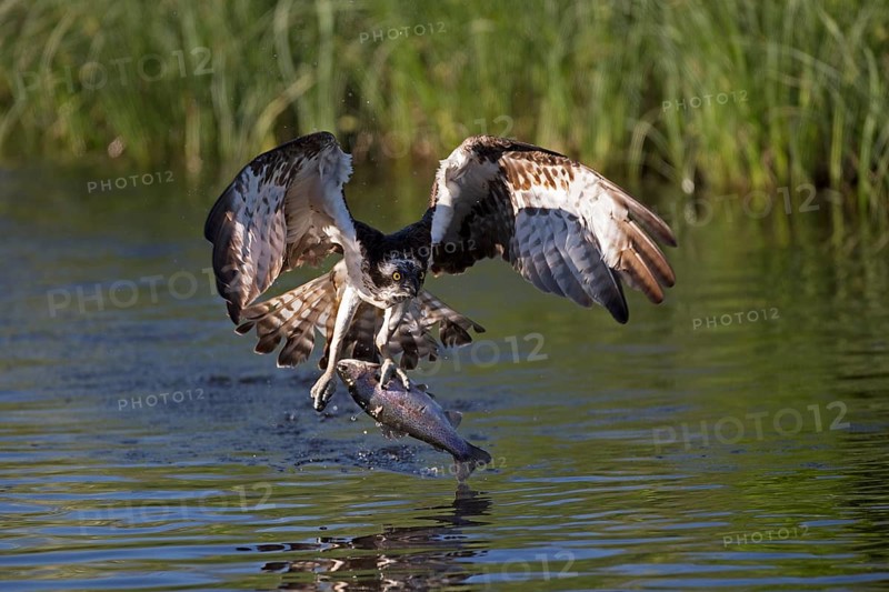 Western osprey