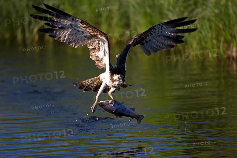 Western osprey