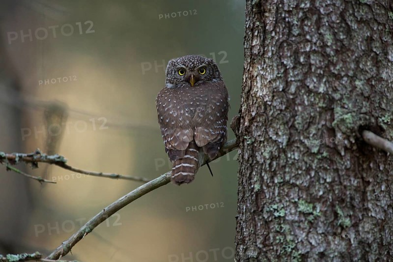 Pygmy owl
