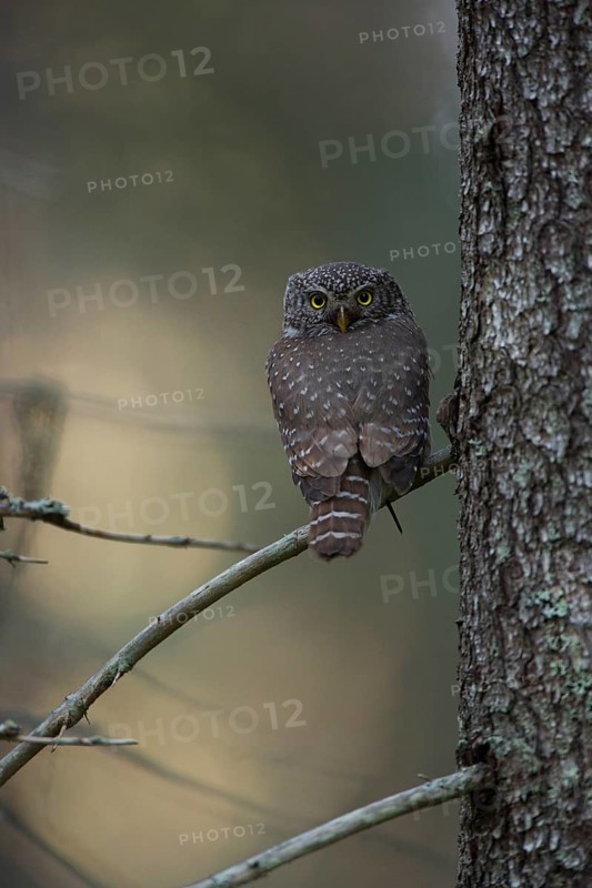 Pygmy owl