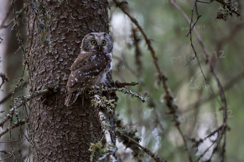 Tengmalm's owl