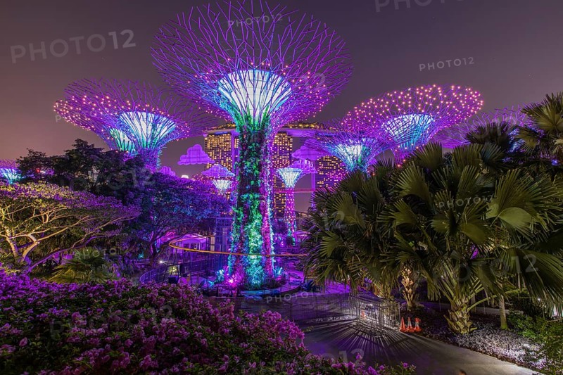 Supertrees at night