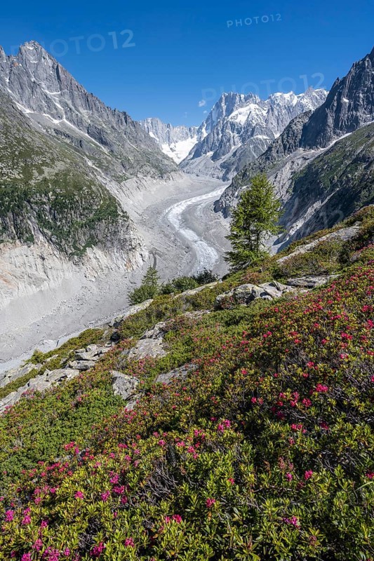Alpine roses