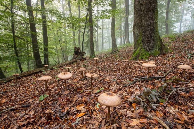 Shaggy parasol