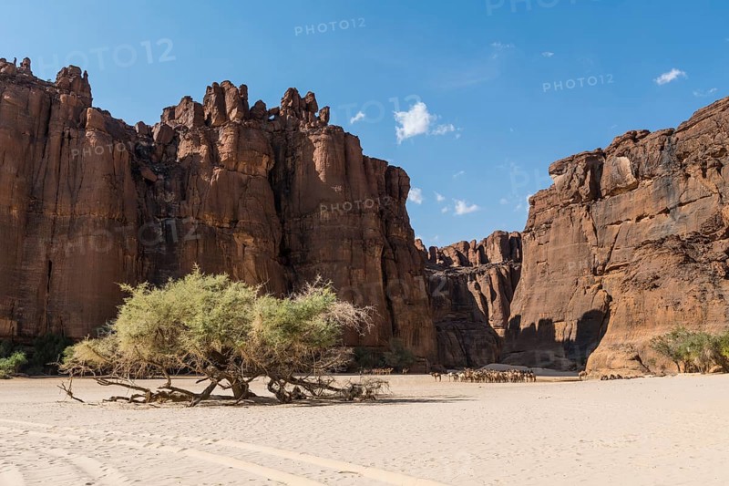 Camel herd at Guelta d'Archei waterhole