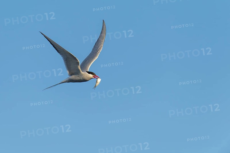 Arctic tern