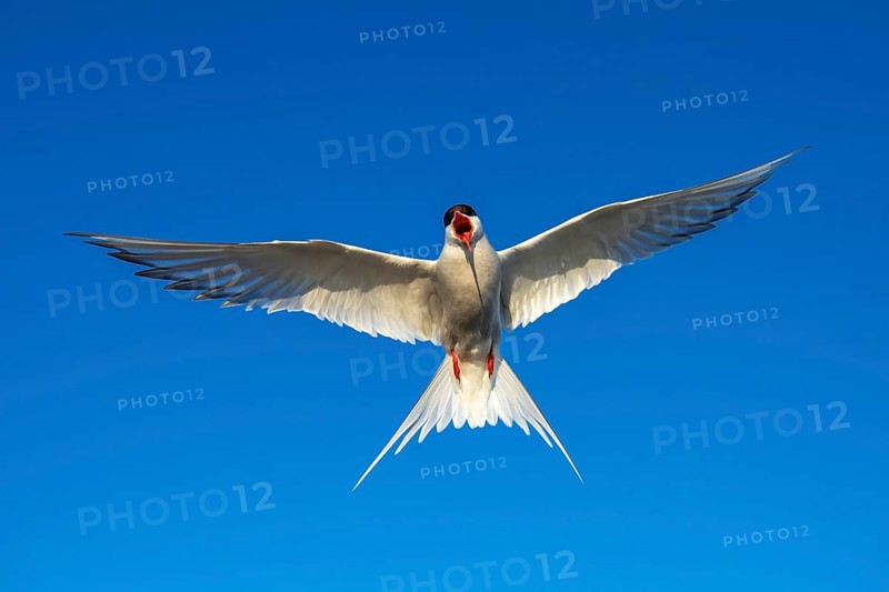 Arctic tern