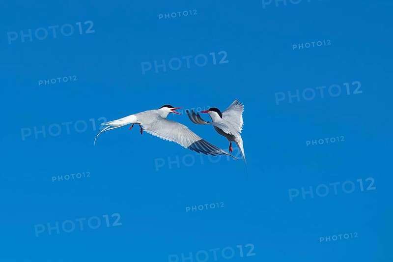 Arctic tern