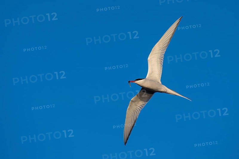 Arctic tern