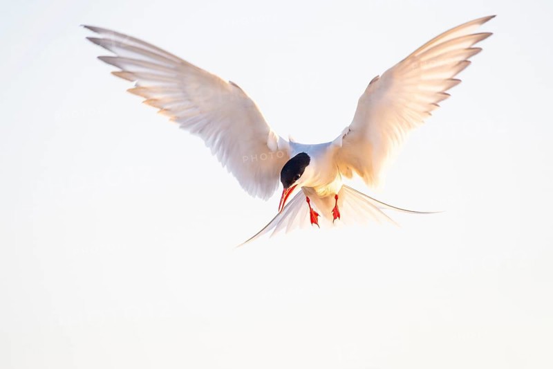 Arctic tern