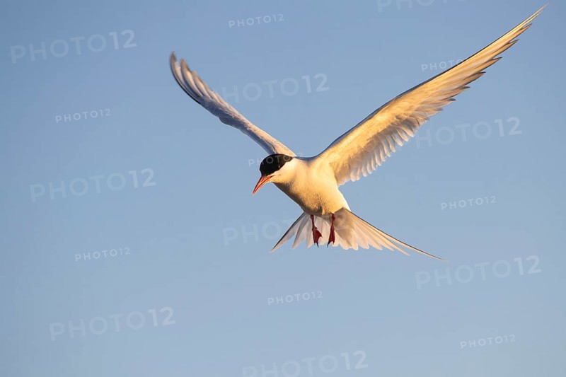 Arctic tern