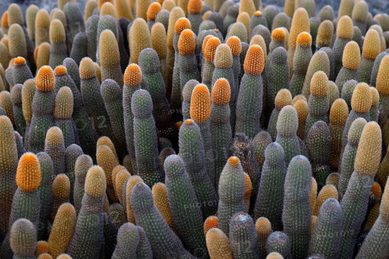 Lava cactus