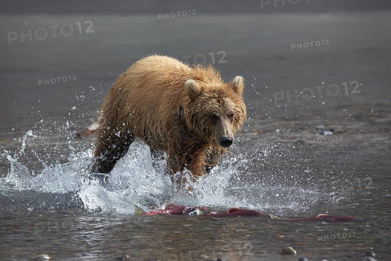 Kamchatka brown bear
