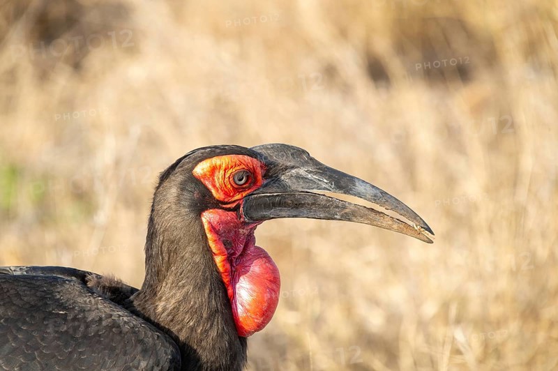 Southern ground hornbill