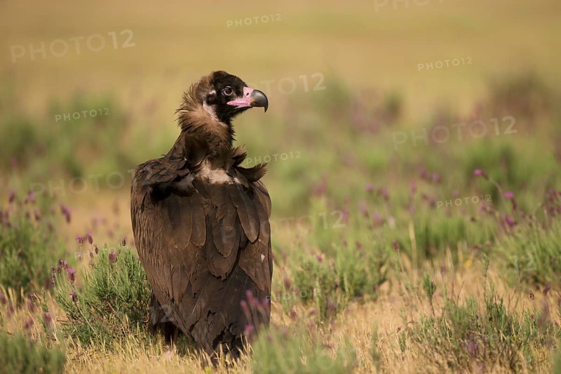 Cinereous vulture