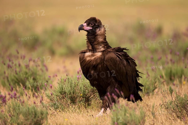 Cinereous vulture
