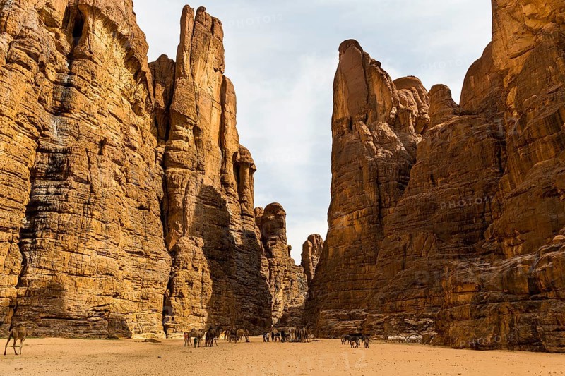 Camels