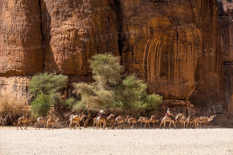 Camel caravan