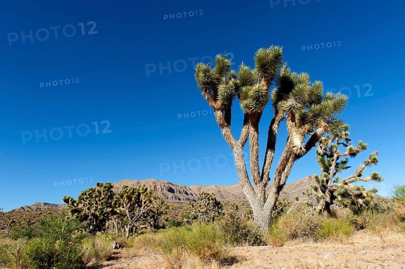 Joshua Tree