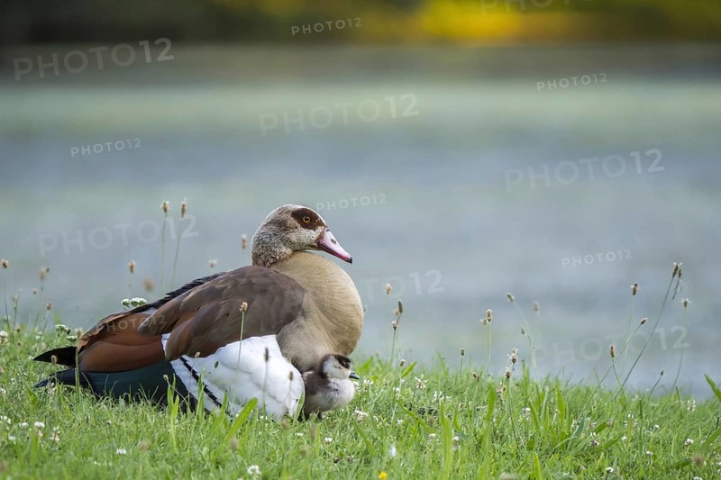 Adult Egyptian goose