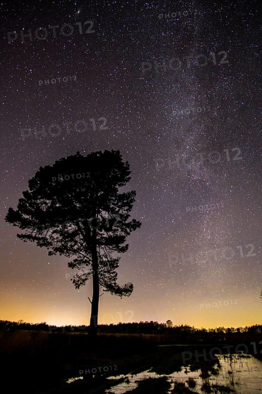 Stars in the sky above a tree