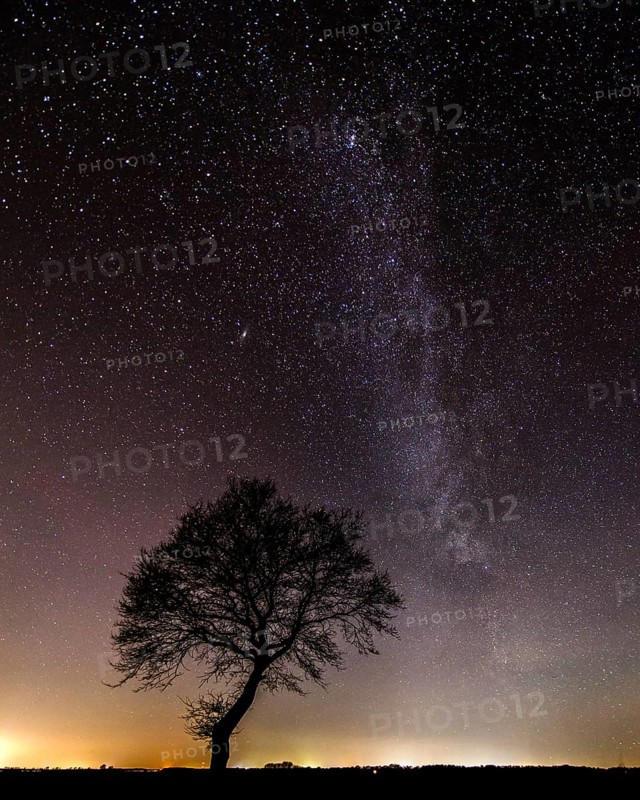Stars in the sky above a tree