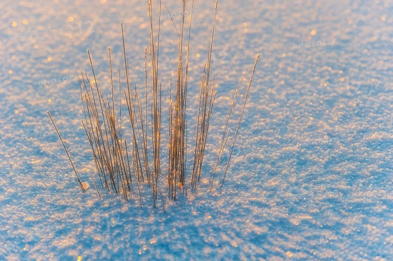 Blades of grass in the backlight enclosed by a sheet of ice in the moor