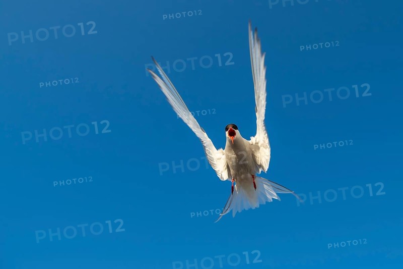 Arctic tern