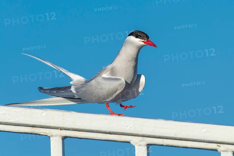 Arctic tern