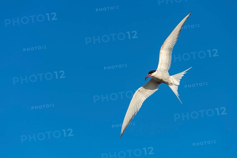 Arctic tern