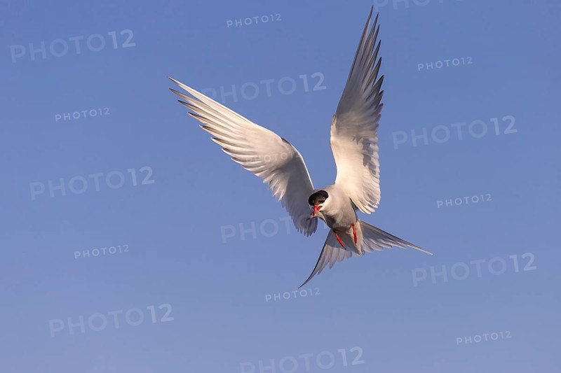 Arctic tern