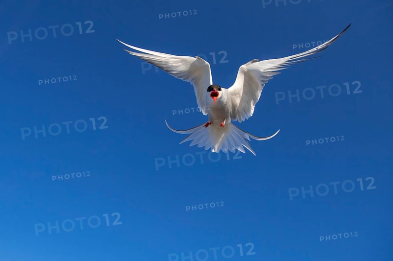 Arctic tern
