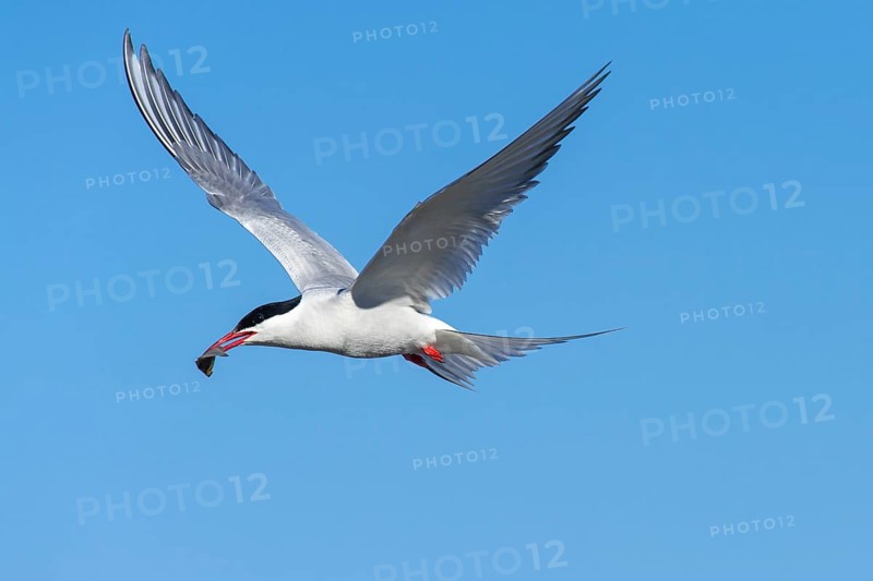 Arctic tern