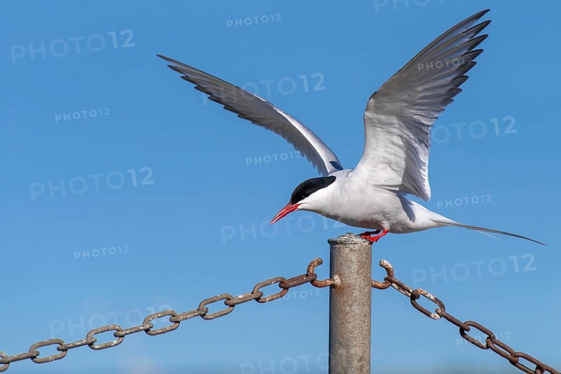 Arctic tern