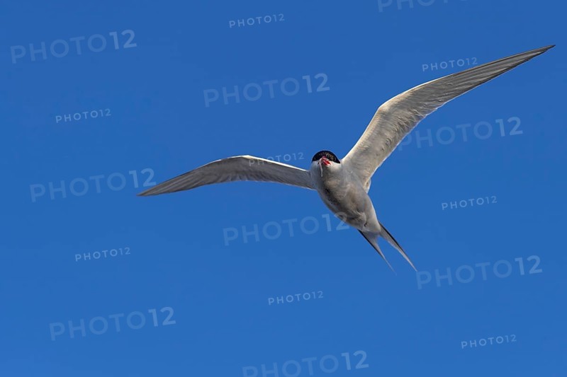 Arctic tern