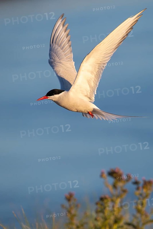 Arctic tern