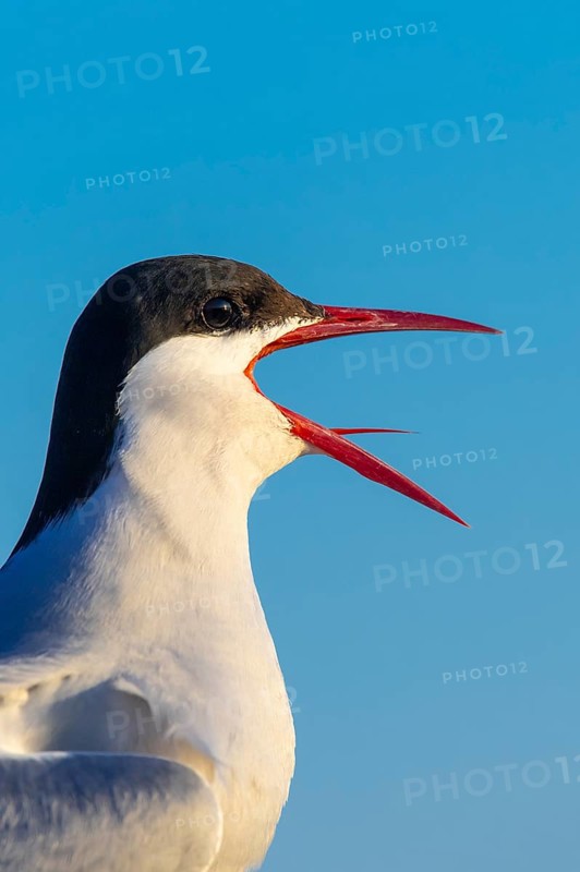 Calling Arctic tern
