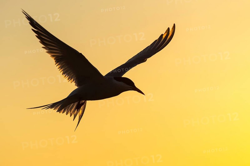 Arctic tern