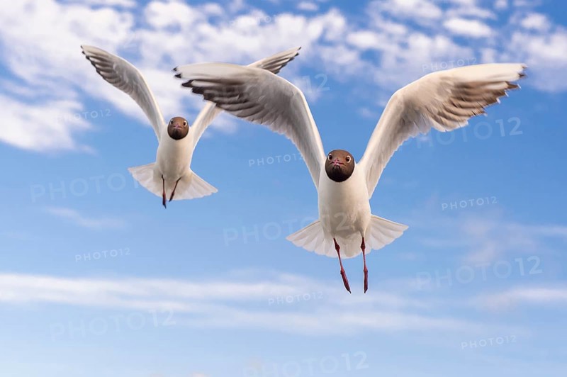 Black-headed gulls