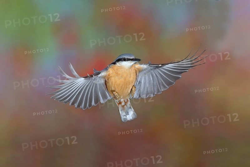 Eurasian nuthatch