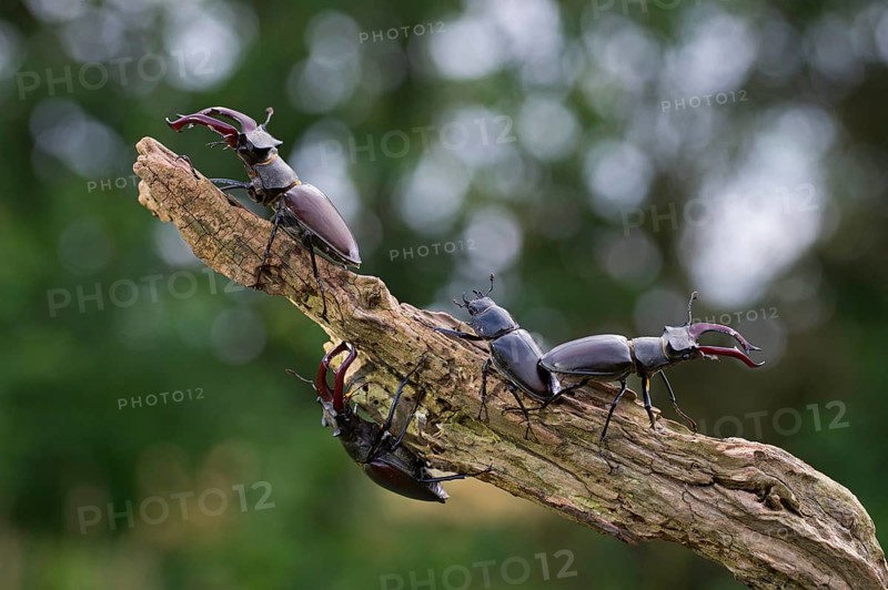Stag beetle