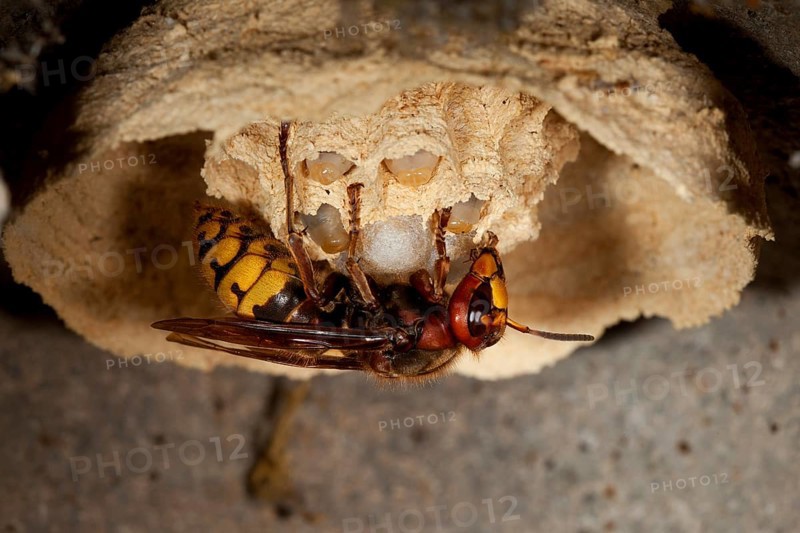 European hornet
