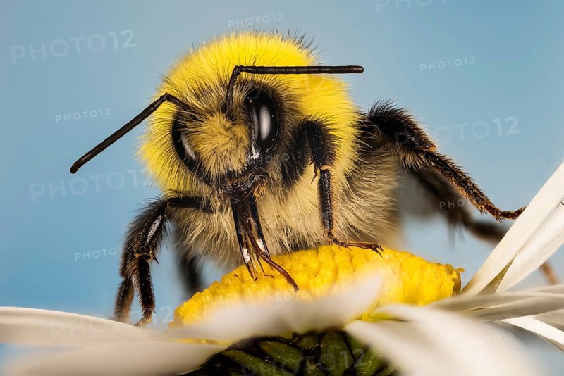 Macro Focus Stacking portrait