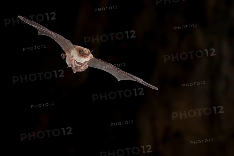 Long-fingered bat