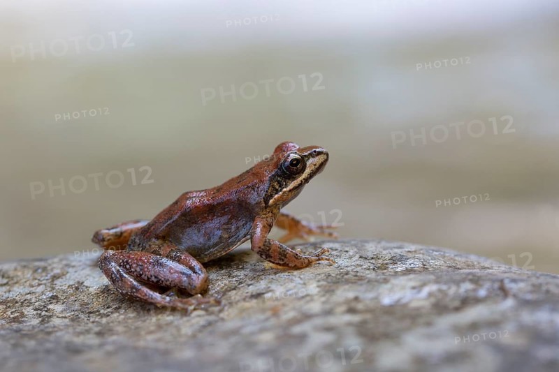 Pyrenean Frog