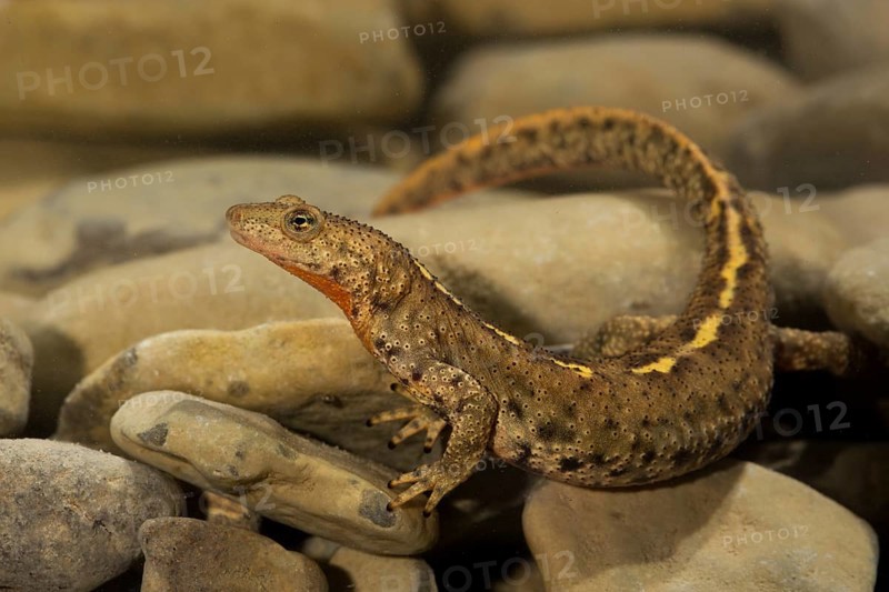 Pyrenean brook salamander